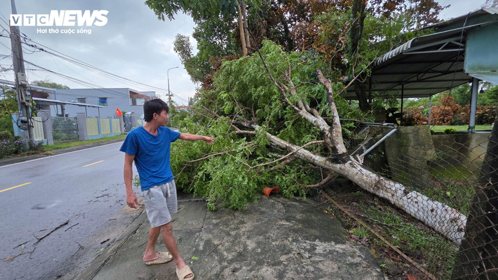 Cây cối ngã đổ la liệt sau trận lốc xoáy.