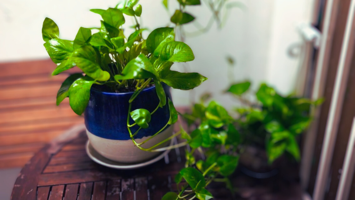 Trầu Bà là “vị cứu tinh” cho mọi góc nhà thiếu sáng. (Ảnh: Terrariu)