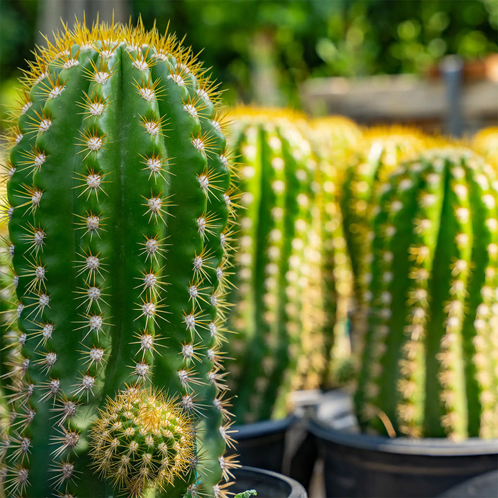 Xương rồng - cây cảnh ưa nắng thích hợp trồng ở ban công. (Ảnh: Moonvalleynurseries)