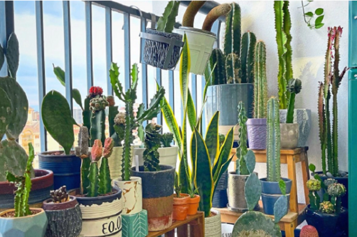 Xương rồng có gai nhọn, dễ gây thương tích nếu chạm phải nên không thích hợp để trồng ở ban công. (Ảnh: NNS)