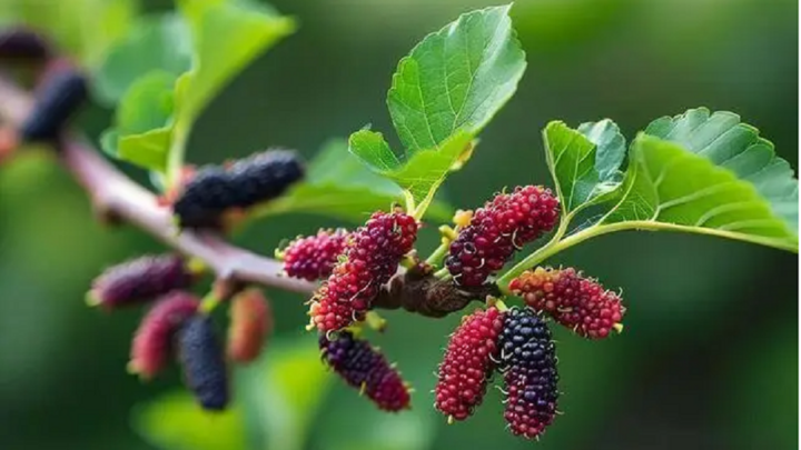 Cây dâu tằm. (Ảnh: Aboluowang)