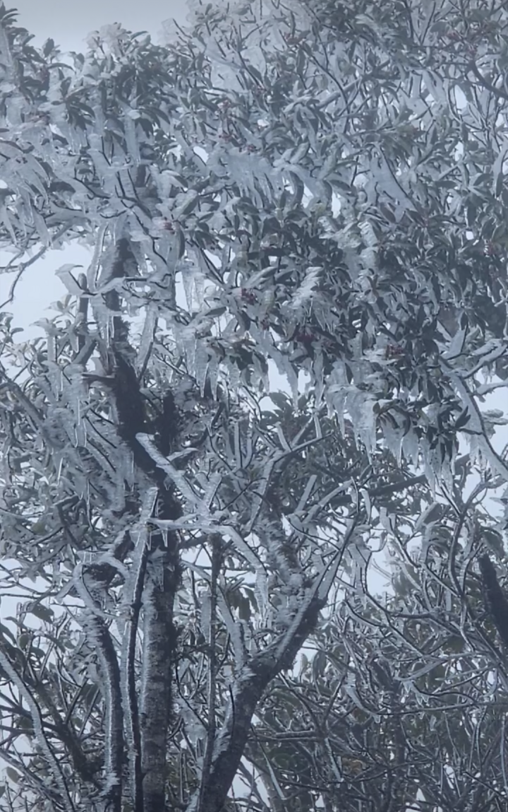 Đây là lần đầu tiên trong mùa đông 2025-2026 miền Bắc xuất hiện băng giá. (Ảnh: Phàng A Chìa)