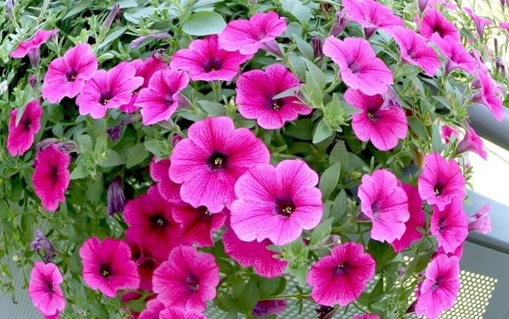 Dạ yến thảo có khả năng chịu lạnh. (Ảnh minh họa)