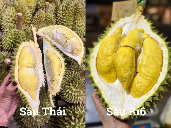 So sánh sầu Thái và sầu Ri6. (Ảnh: SFARM)