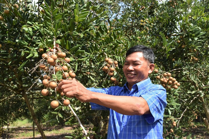 Vườn nhãn trồng theo tiêu chuẩn VietGAP của nông dân xã Xuyên Mộc. (Ảnh: Hồng Phúc)