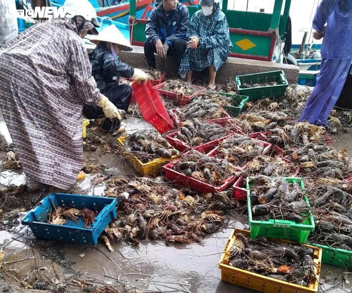Tôm hùm chết ngộp nhiều đến mức người dân vớt lên báo tháo với giá từ 100.000 - 200.000 đồng/ký, thậm chí thấp hơn.