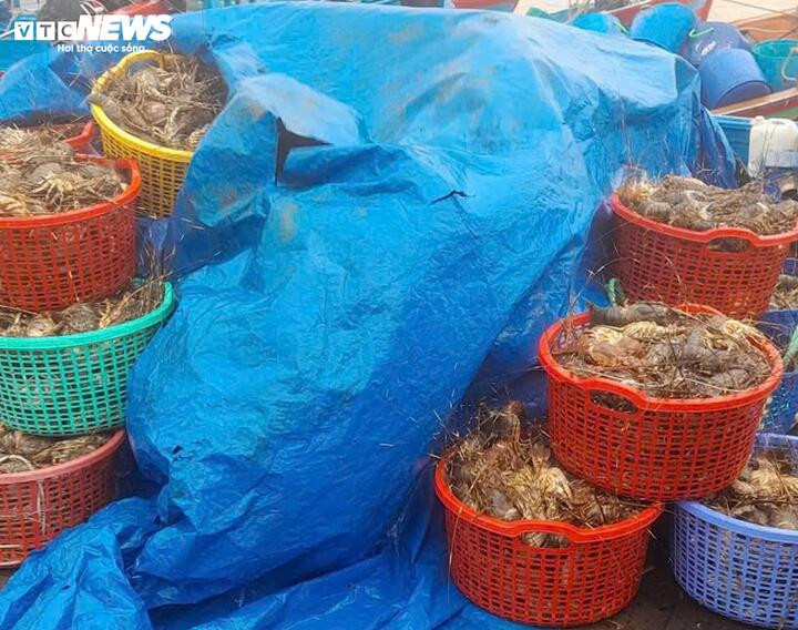 Ước tính có đến 20 triệu con tôm hùm nuôi ở Đắk Lắk bị chết do mưa lũ, gây thiệt hại hàng nghìn tỷ đồng