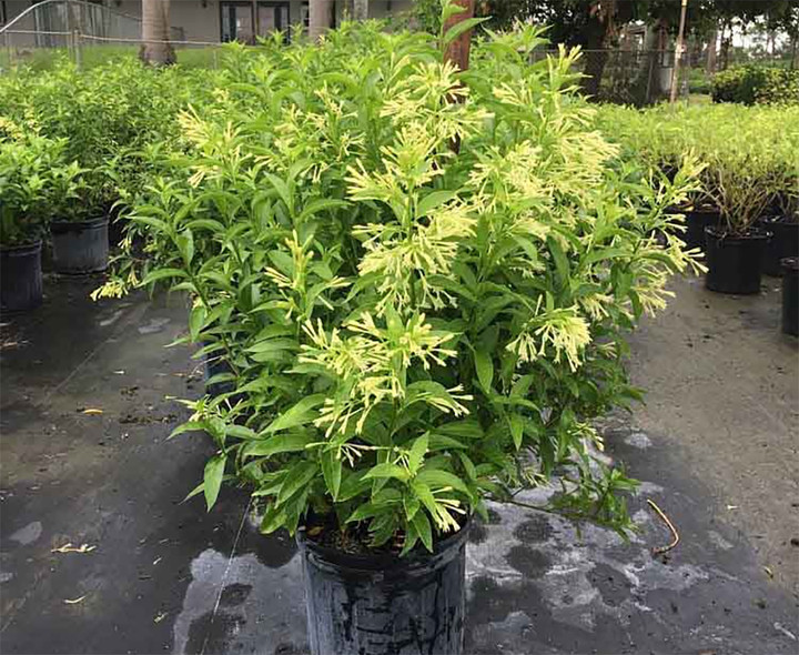 Dạ lý hương có mùi hương quá mạnh, là loại cây cảnh không hợp đặt ở phòng làm việc.