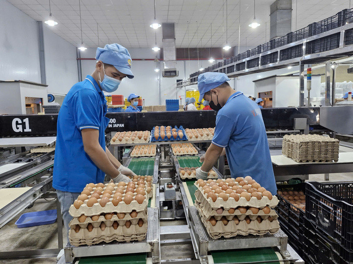 Giá trứng gà tăng mạnh gần 1 tháng qua, hiện lên gần 4.000 đồng/trứng.