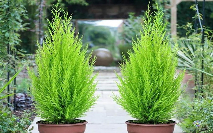 Tùng bồng lai - loại cây cảnh không phù hợp đặt ở phòng làm việc do đòi hỏi ánh sáng mạnh.