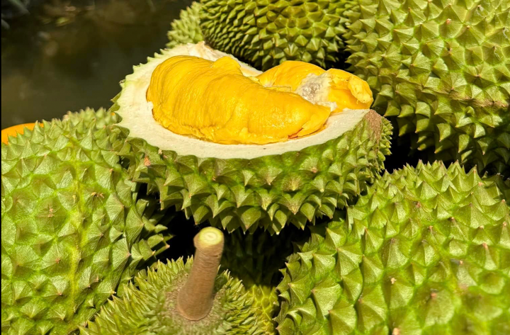 Sầu Ri6 có vị béo, thơm đặc trưng, màu vàng đậm và độ mềm mịn hấp dẫn.Vietnam.vn Ri6.png