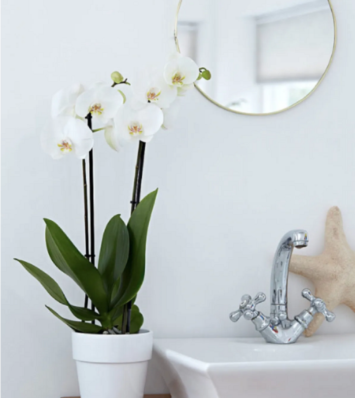 Hoa lan là loại cây rất thích hợp để trong phòng tắm. (Ảnh: VTV).
