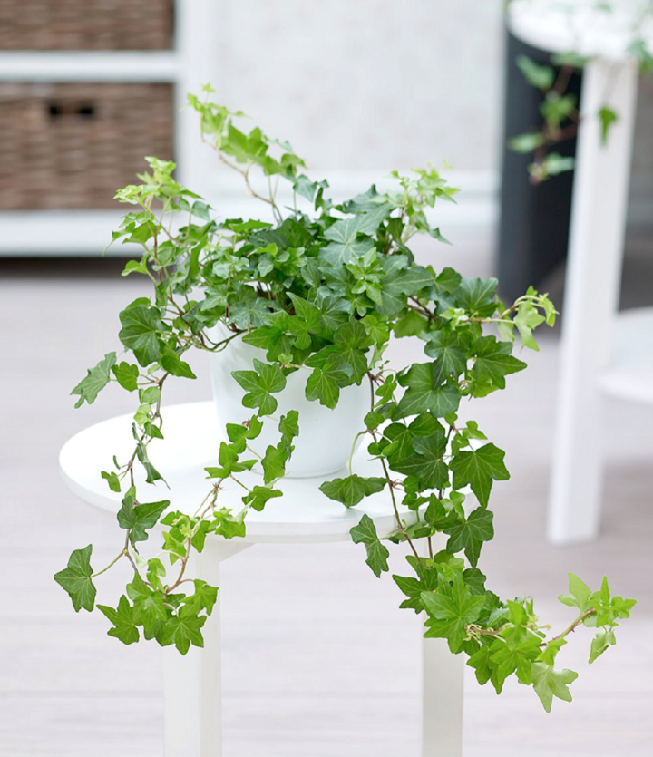 Cây thường xuân có khả năng hút sạch formaldehyde và xylene - những chất gây hại có thể ảnh hưởng đến gan và thận nếu tiếp xúc lâu dài. (Ảnh: Wiki).