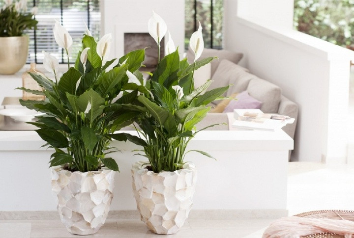 Cây lan Ý. (Ảnh: Dalathasfarm)