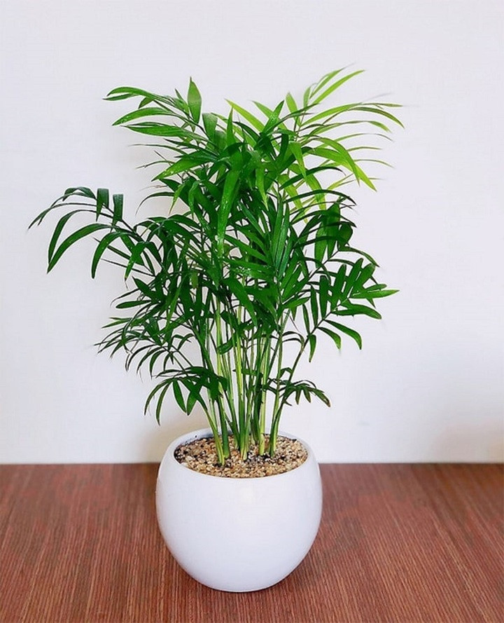 Cây cau cảnh có khả năng loại bỏ hiệu quả các chất độc hại dễ bay hơi.