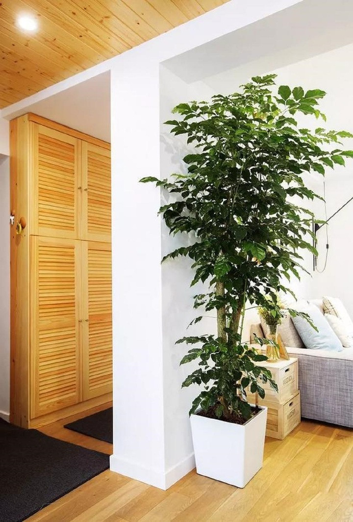 Cây hạnh phúc thích hợp để trồng trong phòng khách. (Ảnh: DV).