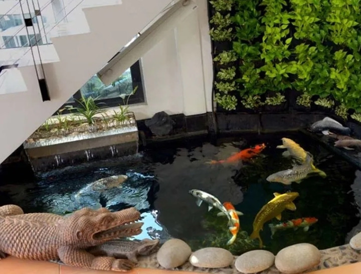 (Ảnh: Sieuthicakoi)