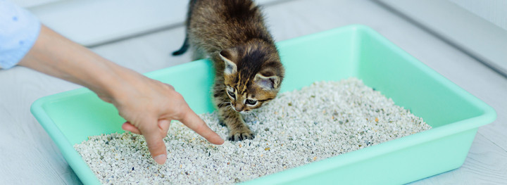 Dạy mèo đi vệ sinh đúng chỗ không chỉ giúp ngôi nhà luôn sạch sẽ mà còn giúp mèo hình thành thói quen sinh hoạt khoa học. (Ảnh: Whiskas)