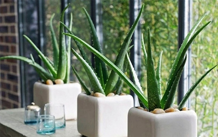 Đặt cây xanh trong nhà hoặc gần cửa sổ, và mở cửa sổ để không khí lưu thông khắp nhà có thể giúp cải thiện phong thủy.