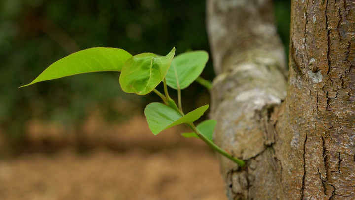 Diễn đàn Kinh tế hợp tác, Hợp tác xã 2025: Cơ hội mới từ Nghị quyết 68 - 1