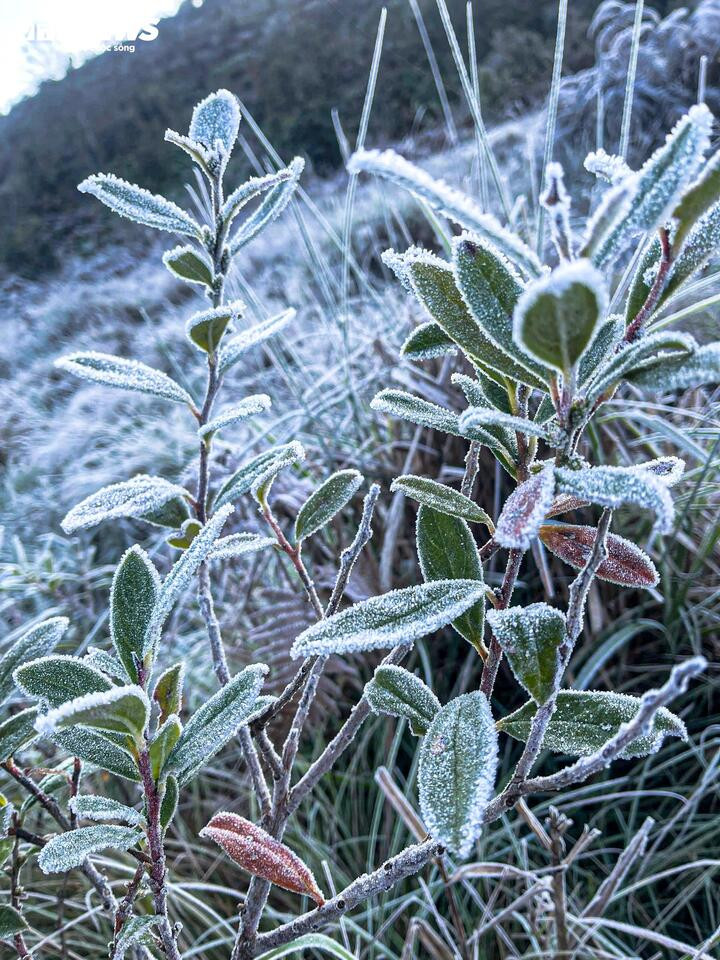 Y Tý xuất hiện băng giá, những tán cây rừng đẹp kỳ ảo - 5