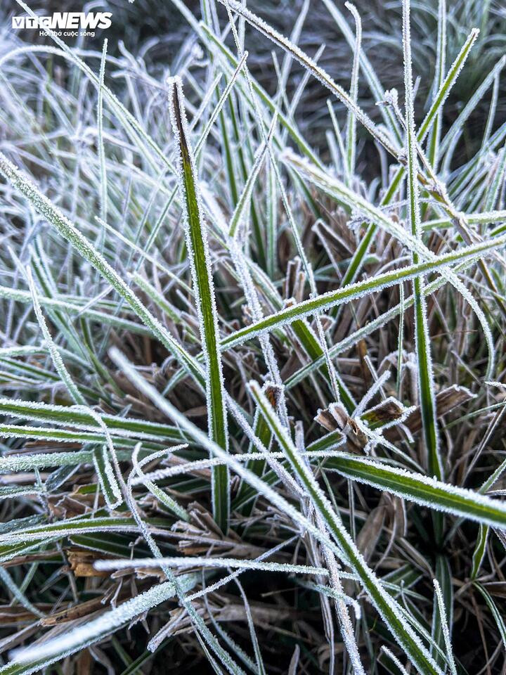 Y Tý xuất hiện băng giá, những tán cây rừng đẹp kỳ ảo - 6