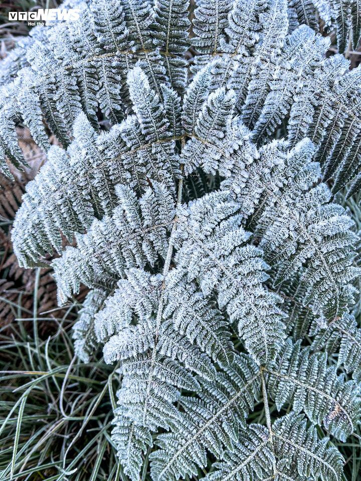 Băng giá xuất hiện dày đặc tại Y Tý sáng 26/11. (Ảnh: Gơ Du Lịch)