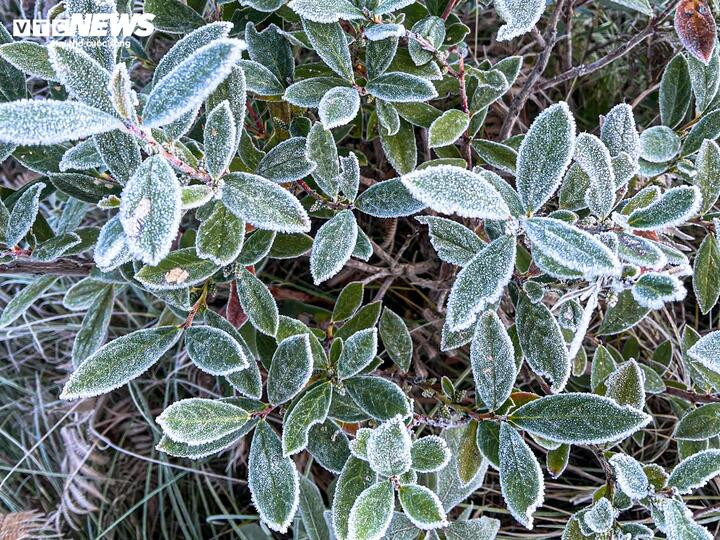 Nhiệt độ giảm sâu khiến băng giá xuất hiện phủ trắng cây cối ở nhiều khu vực của xã vùng cao Y Tý. (Ảnh: Gơ Du Lịch)