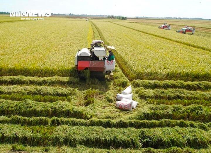 Tính đến cuối vụ Hè - Thu 2025, diện tích tham gia đề án đạt 354.839 ha, vượt 197% mục tiêu.