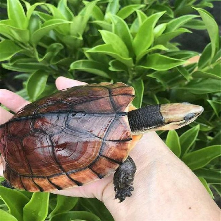 Việc rùa vào nhà tượng trưng cho "tiền tài về với kho", là dấu hiệu nhà có phong thủy tốt.