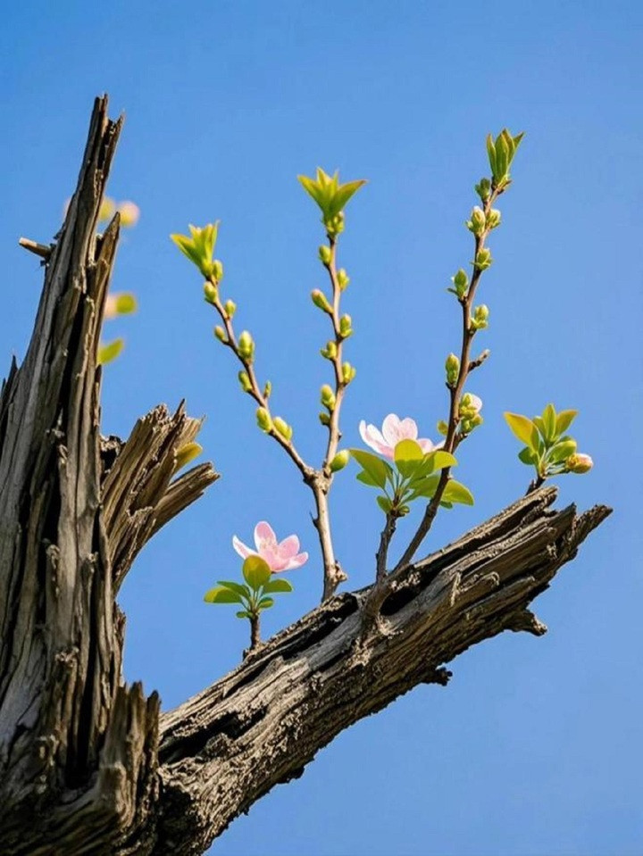 Cây khô héo hồi sinh là dấu hiệu tốt trong phong thuỷ.