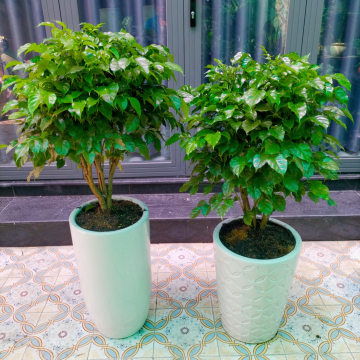 Cây hạnh phúc là loại cây cảnh không ưa nhiều nước. (Ảnh: Allrecipes)