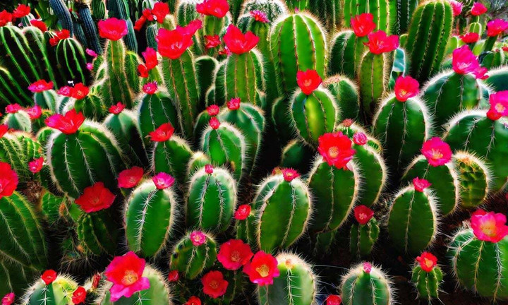 Cây xương rồng chỉ dễ sống nếu để khô, còn tưới nước thường xuyên lại là nguyên nhân khiến cây chết nhanh nhất. (Ảnh: LovePik)