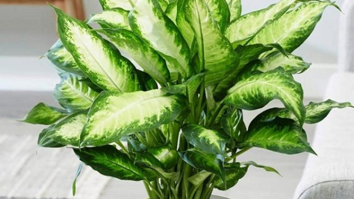 Cây vạn niên thanh chỉ tưới đủ ẩm cho đất, tránh tưới quá nhiều gây úng rễ. (Ảnh: PriceScope)