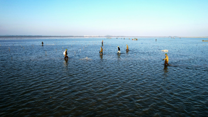 Tổ công tác gồm khoảng 150 người của xã Quảng Hà, tỉnh Quảng Ninh tháo dỡ hơn 220ha bãi cọc, lưới quây trái phép.