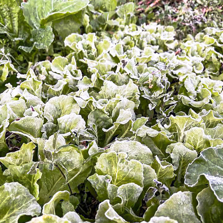 Băng giá xuất hiện trên cao nguyên đá Đồng Văn. (Ảnh: Đ.X.)