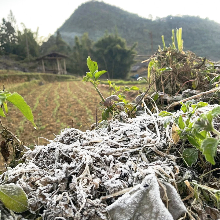 Nhiệt độ giảm sâu khiến băng giá xuất hiện phủ trắng cây cối ở xã Lũng Cú, tỉnh Tuyên Quang. (Ảnh: Đ.X.)