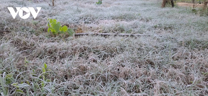 Sương muối tại Mộc Châu.