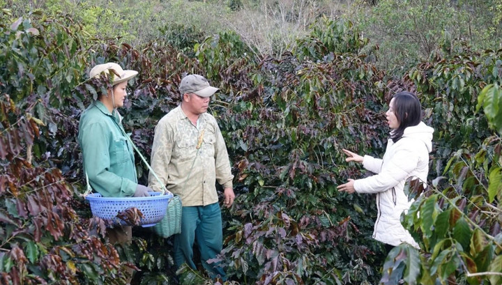 Cán bộ Trung tâm Kỹ thuật nông nghiệp tỉnh Sơn La hướng dẫn bà con bảo vệ cây cà phê trước sương muối. (Ảnh: Báo Sơn La)