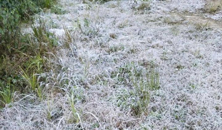 Băng giá phủ trắng cây cối ở xã miền núi Na Ngoi.