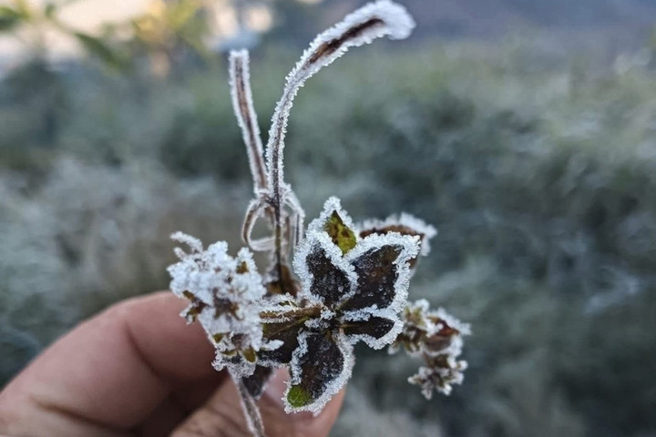 Băng giá xuất hiện trên các lá cây ở Na Ngoi