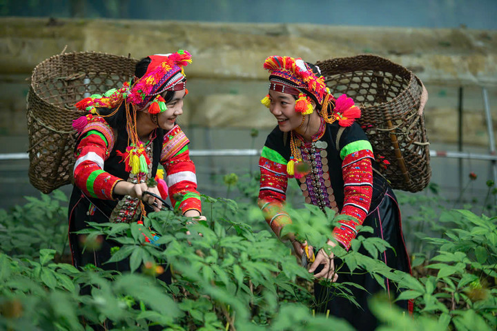 Ngày hội sản phẩm vùng đồng bào dân tộc thiểu số và miền núi phía Bắc năm 2025 hướng tới mục tiêu nâng tầm giá trị nông sản miền núi phía Bắc.