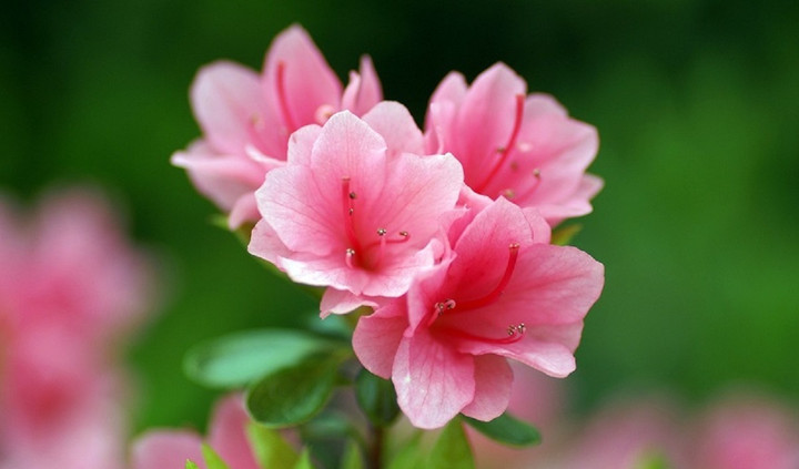 Lá và hoa đỗ quyên có độc.