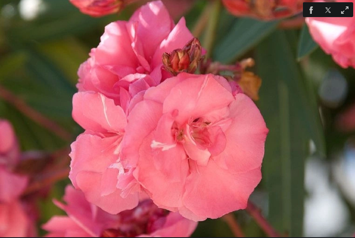 Mọi bộ phận của cây trúc đào đều có độc. (Ảnh: Live Science)