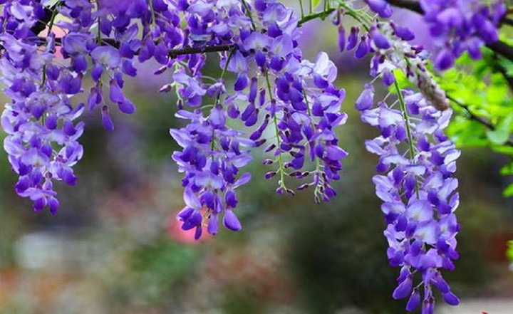 Ngoài hoa, các bộ phận khác trên cây tử đằng đều có độc