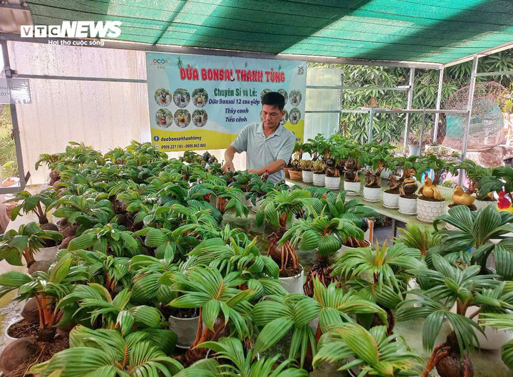 Khu vực chăm sóc dừa bonsai, nơi mỗi cây cần 8-12 tháng để hoàn thiện thành phẩm.