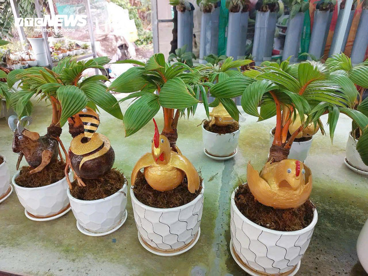 Các mẫu dừa bonsai được anh Tùng sáng tạo.