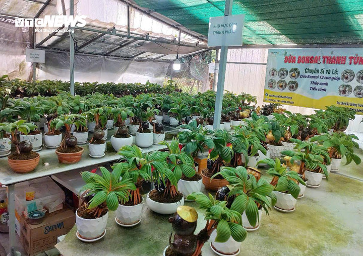 Hơn 500 chậu dừa bonsai đang được anh Tùng chuẩn bị cho thị trường Tết Bính Ngọ 2026.