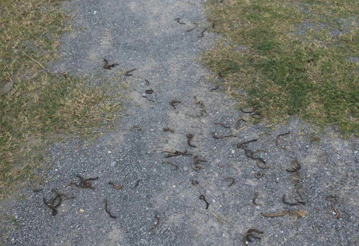 Giun đất đua nhau bò lên mặt đường nằm chết khô khiến người dân ở Quảng Trị lo lắng.