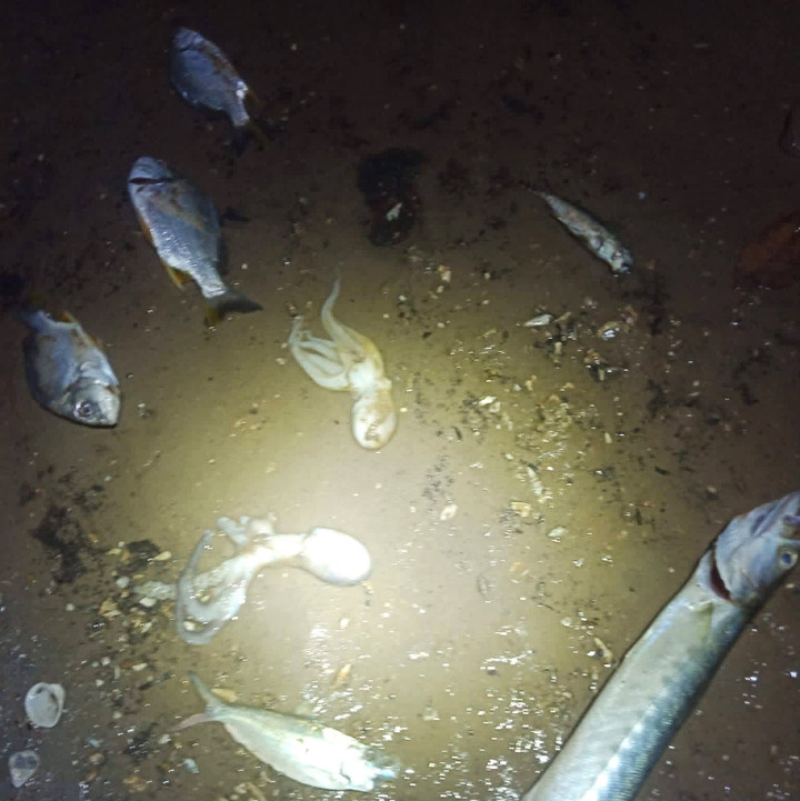 Hàng loạt loài thủy sản chết trắng bụng tại những bãi triều nuôi hến hoa.